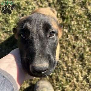 Pink, Belgian Malinois Puppy